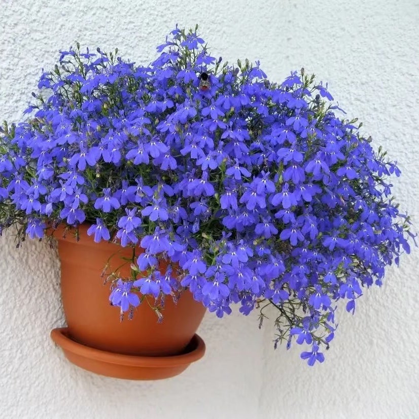 8000 graines de lobélia, faciles à cultiver, Graines de fleurs avec engrais, Graines de couvre-sol de fleurs sauvages, pour balcons, pots et bordures - 4