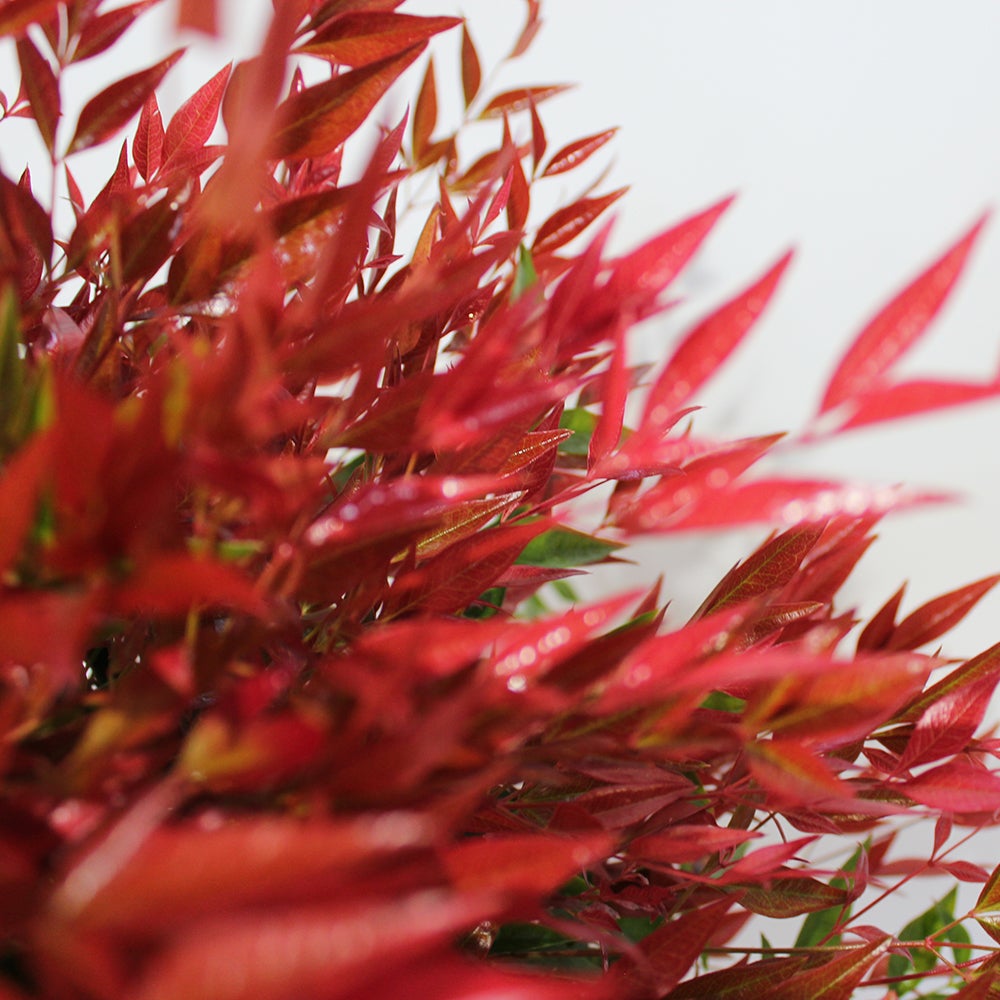 KENTIS - Nandina Domestica Obsessed ® - Piante da Esterno Vere Sempreverdi - Pianta da Giardino Resistente al Freddo - H 40-60 cm Vaso Ø 24 cm - 2