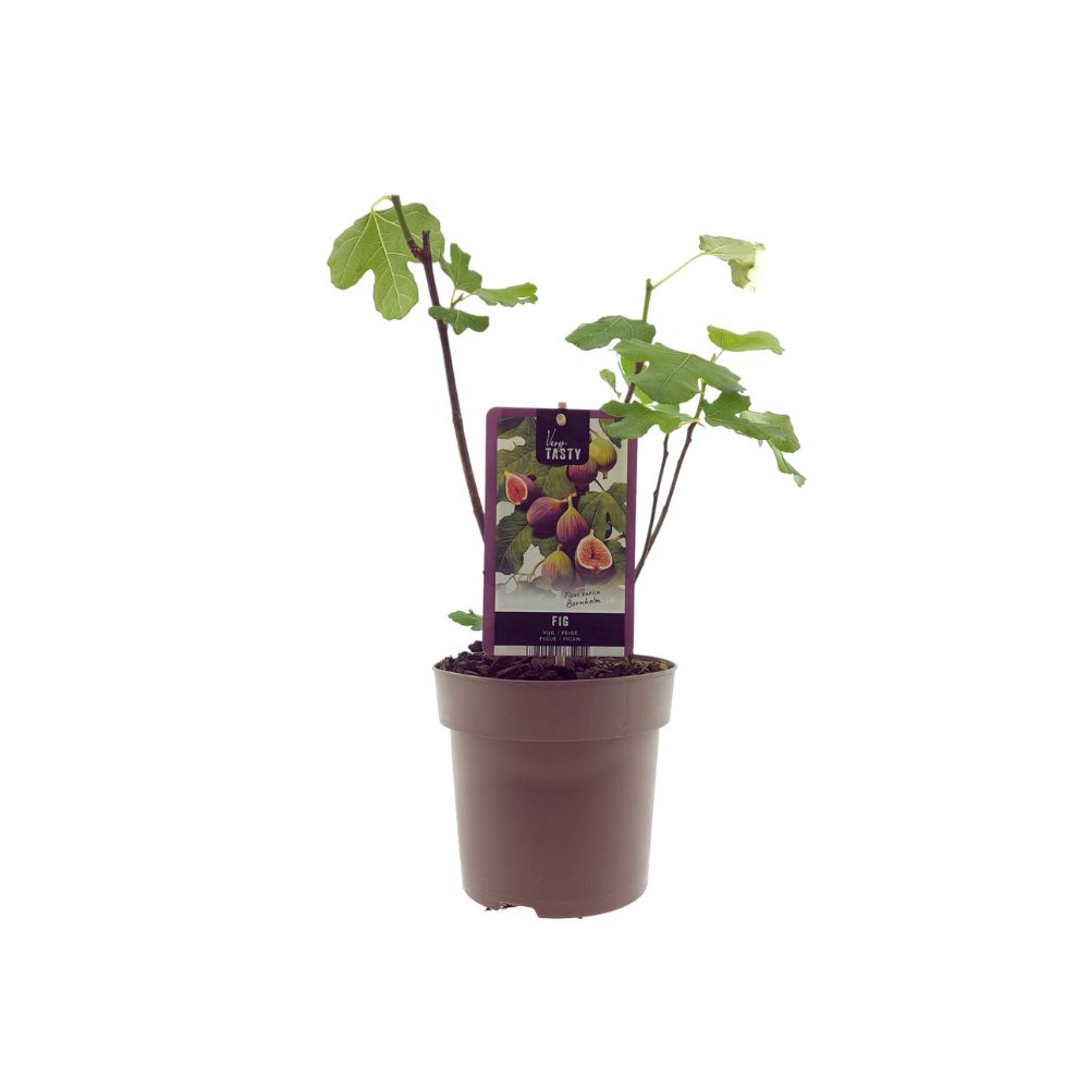 Ficus Bornholm (15017) Ø15cm Wys.40cm Roślina Doniczkowa