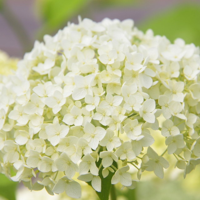 Hortensia arb annabelle - Hydrangea arb annabelle 40/50 cm Pot 3L