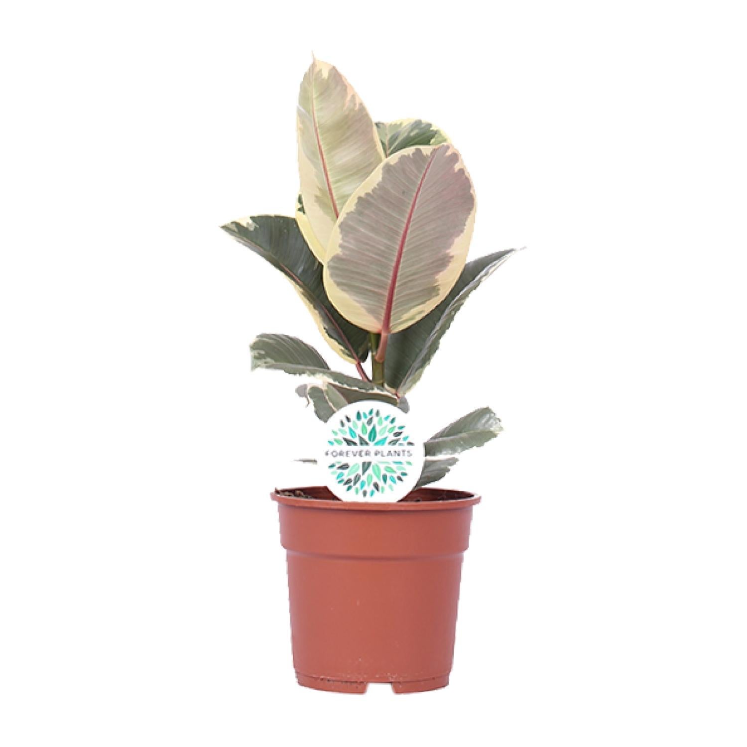 Ficus Elastica Tineke 17 cm - Roślina doniczkowa 50 cm - Liście zielono-kremowe