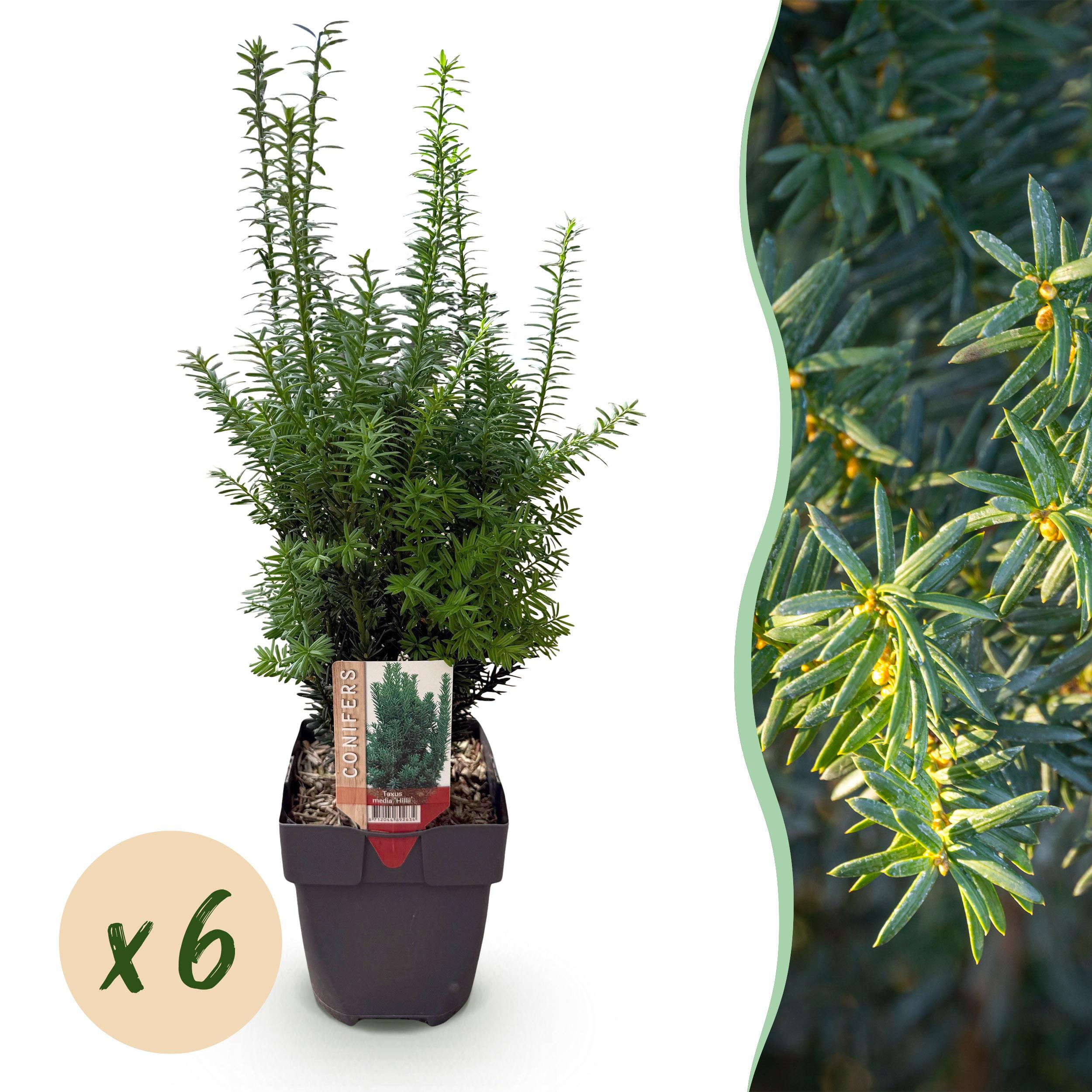 Green boutiQ – Żywopłot Taxus media Hillii – 6 roślin – 1 metr bieżący – Zimozielony – Doniczka 17 cm – Wys 60 cm