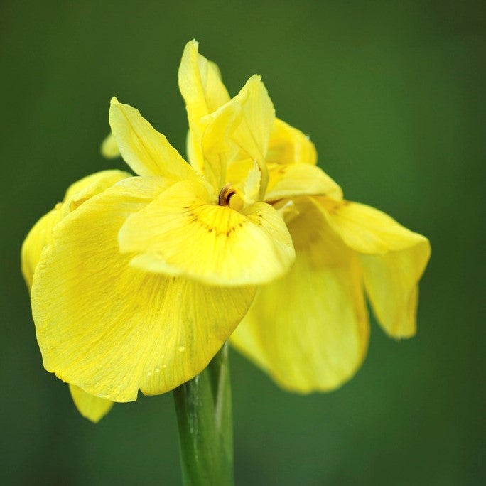 Iris Pseudacorus - Iris jaune - Plantes de bassin - Plantes aquatiques - H. 20-30 cm - P. 9 cm - 3