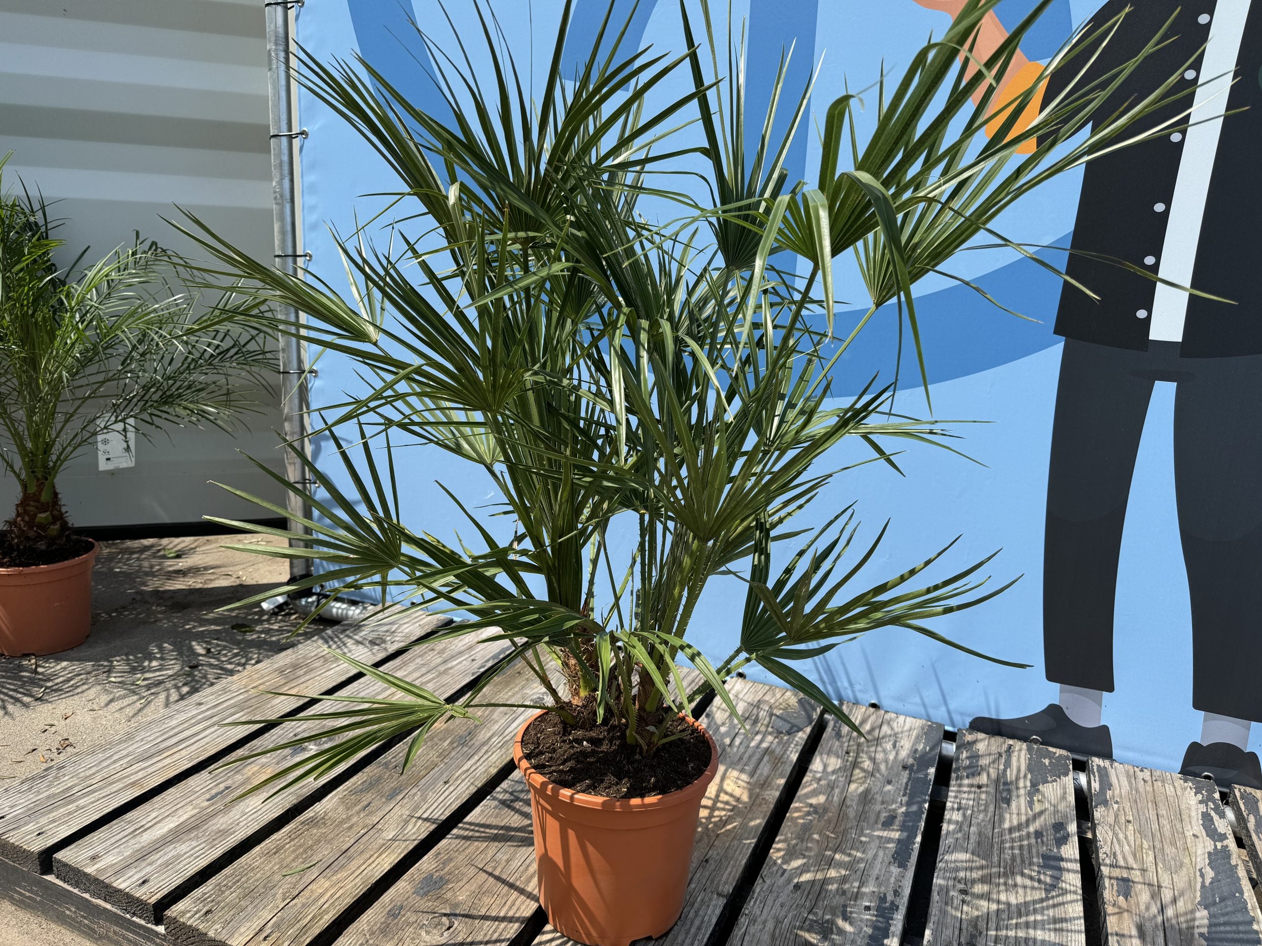 Chamaerops Humilis - Palmier européen nain - Palmier à feuilles persistantes résistant au froid - hauteur 100-120 cm pot inclus - 7
