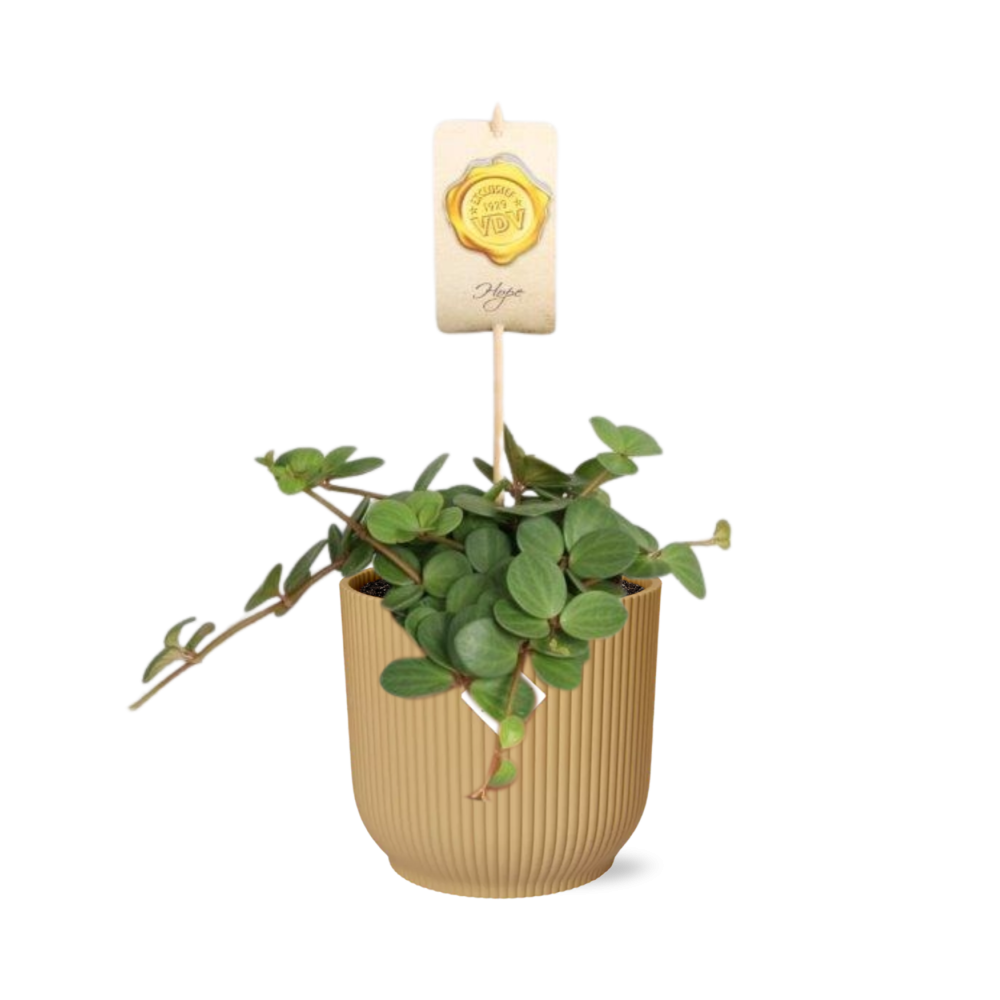 Peperomia ‘Hope’ w doniczce ELHO Vibes Fold 14cm żółtej – Łatwa w pielęgnacji roślina doniczkowa