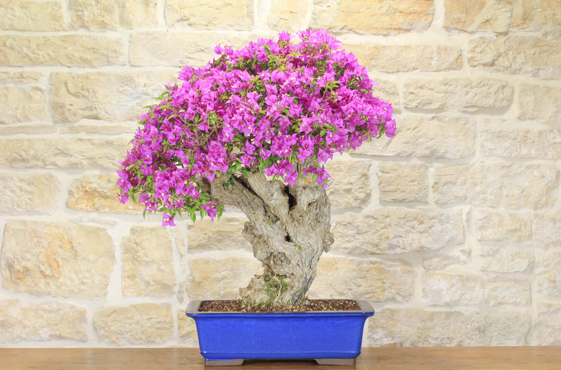 bonsai tree care kit Bonsai Variety Grow Kit main image 0