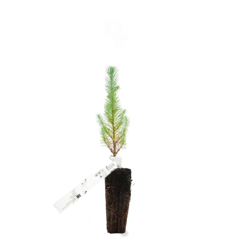 Pin parasol (Pinus pinea) - Godet - Taille 13/25cm - Pépinières Naudet - 3