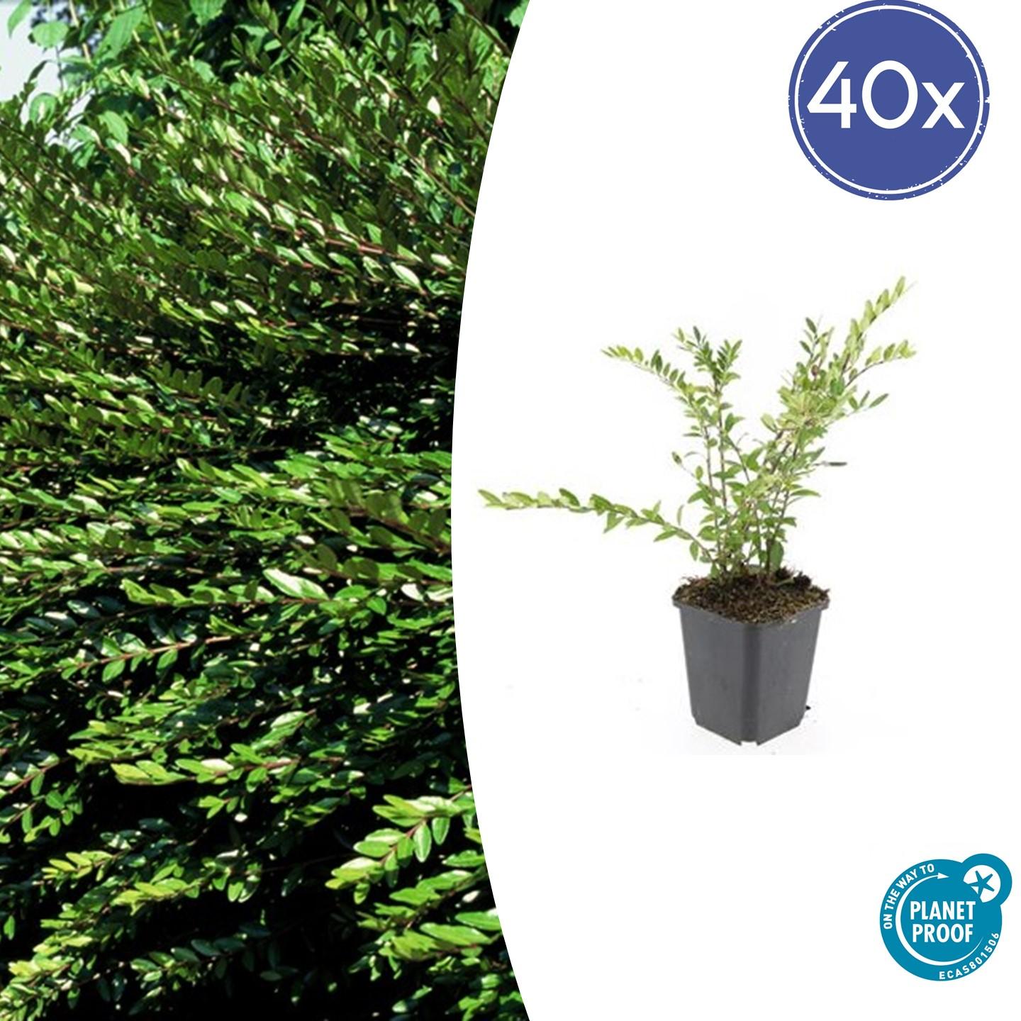 40x Lonicera pileata - 10-25cm - Ø9cm - Couvre-sol persistant idéal ...