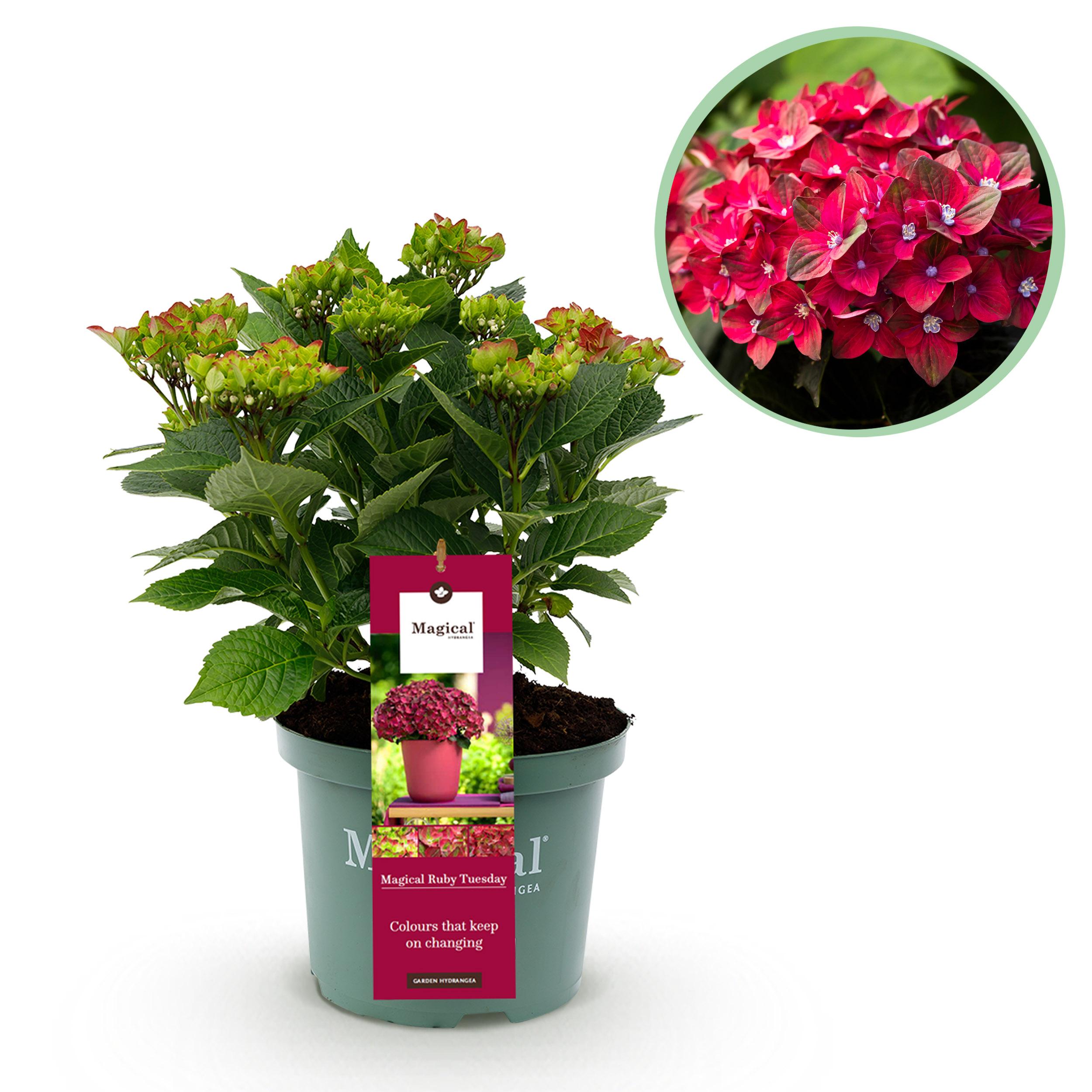 Green boutiQ Hortensja ogrodowa Hydrangea Magical Ruby Tuesday &amp; Saphire Czerwona 6–10 kwiatów Donica 23 cm 55 cm