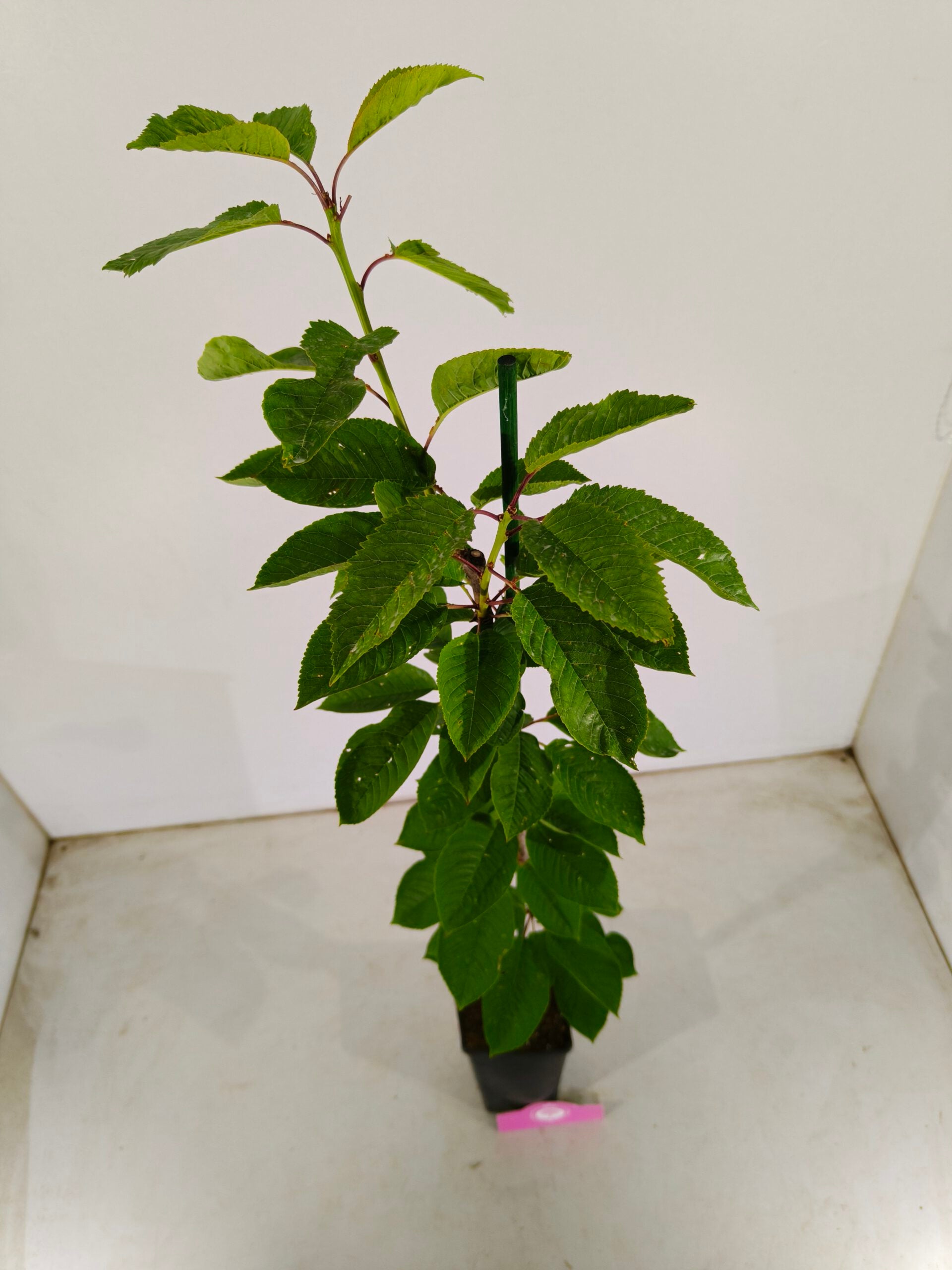 Lot de 4 arbres fruitiers - 1 pommier, 1 poirier, 1 cerisier, 1 prunier - Hauteur 70/100cm - Pot de 11cm - Mix B - 6