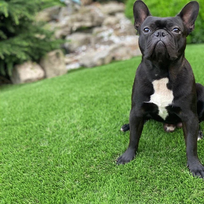 Grama cho oyu 45mm. / rolo 2 x 20m (40m²) // jardim / terraço / varanda / piscina / exterior // 22,53€/m² - 5