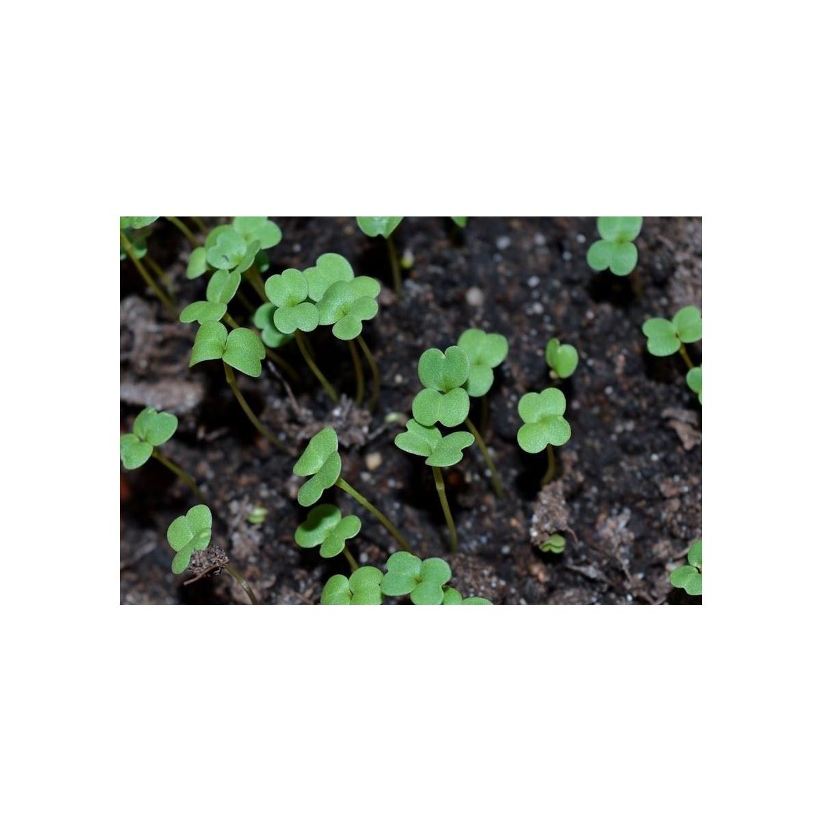 Terreau de semi UAB - Secret Vert - sac de 20L - 2