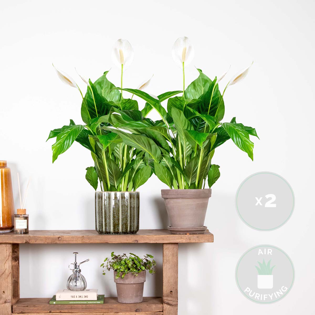 Lot de 2 - Spathiphyllum - Lys de la paix - Plante d’intérieur - H. 60-80 cm - P. 17 cm - 2