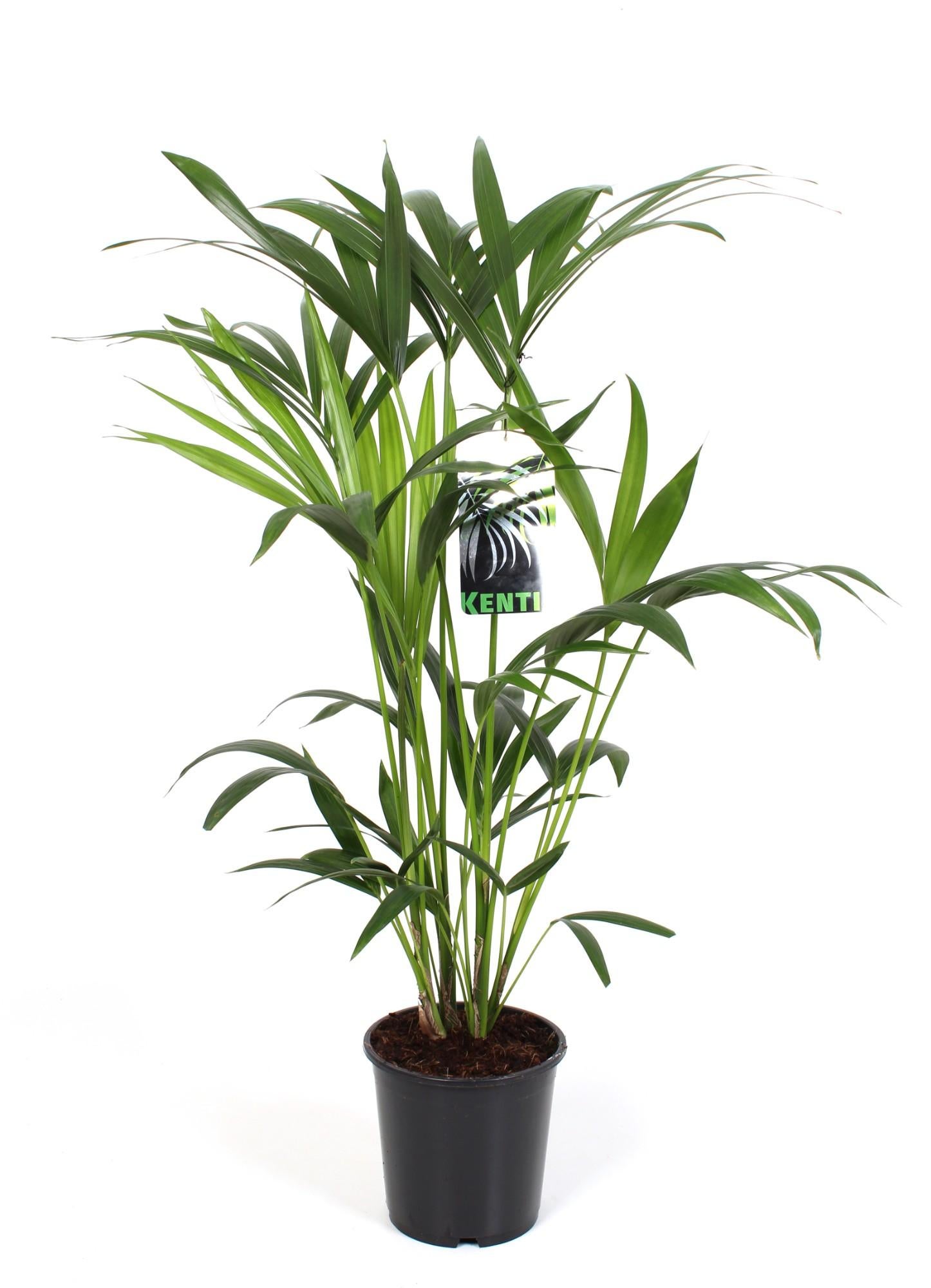 Howea Forsteriana Palma Kentia - Ø19cm - Wysokość 80cm