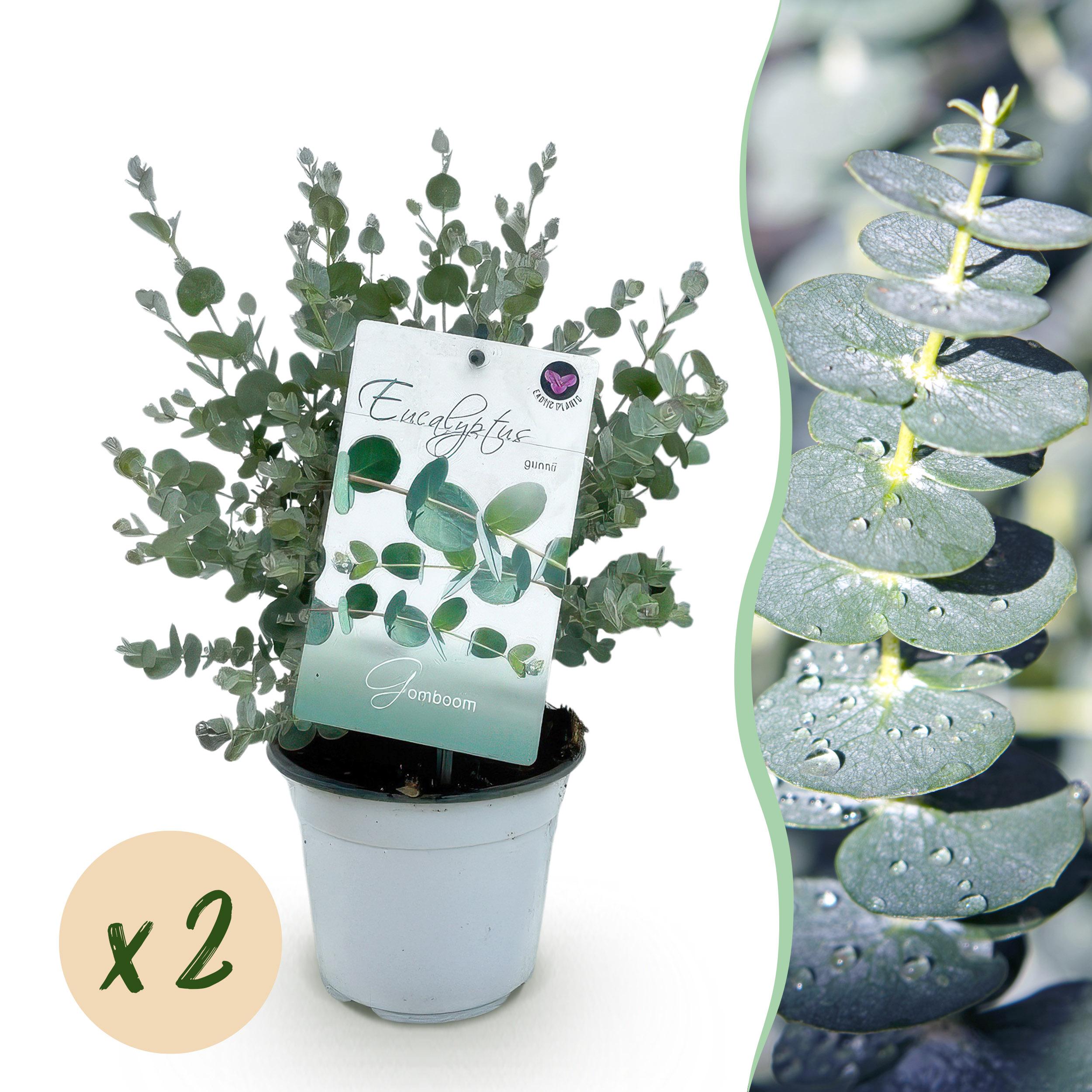 Green boutiQ Eucalyptus gunnii szary mrozoodporny – 2 rośliny – Doniczka 14 cm – 30 cm